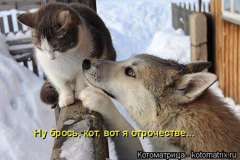 Котоматрица: Ну брось, кот, вот я отрочестве...