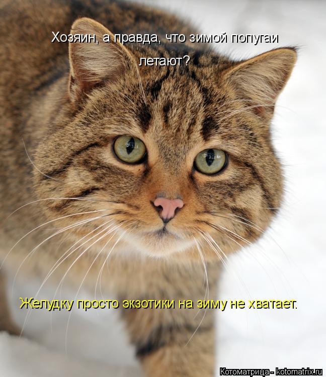 Котоматрица: Хозяин, а правда, что зимой попугаи летают? Желудку просто экзотики на зиму не хватает.