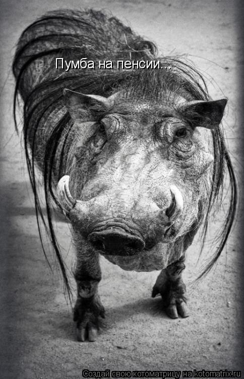 Котоматрица: Пумба на пенсии...