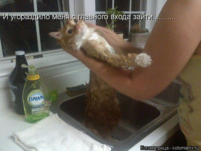 Котоматрица: И угораздило меня с главного входа зайти...........