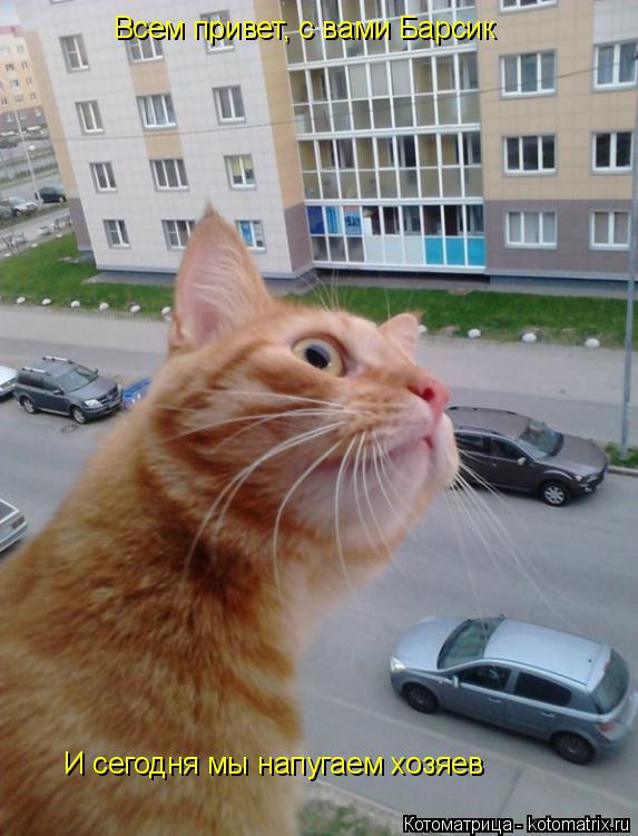 Всем привет, с вами Барсик И сегодня мы напугаем хозяев... Котоматрица: Всем привет, с вами Барсик И сегодня мы напугаем хозяев