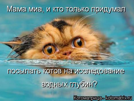 Котоматрица: Мама миа, и кто только придумал посылать котов на исследование водных глубин?