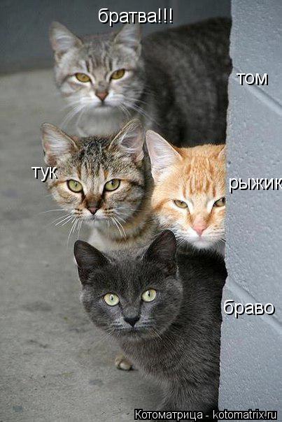 Котоматрица: рыжик браво том тук братва!!!