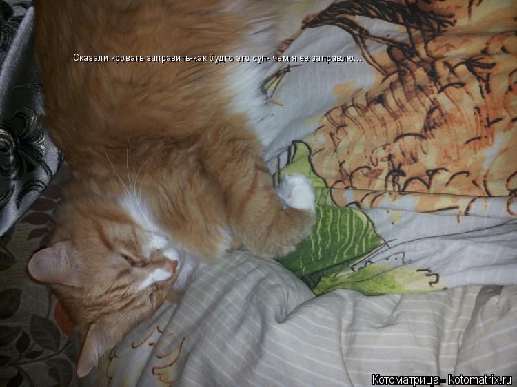 Котоматрица: Сказали кровать заправить-как будто это суп- чем я ее заправлю...