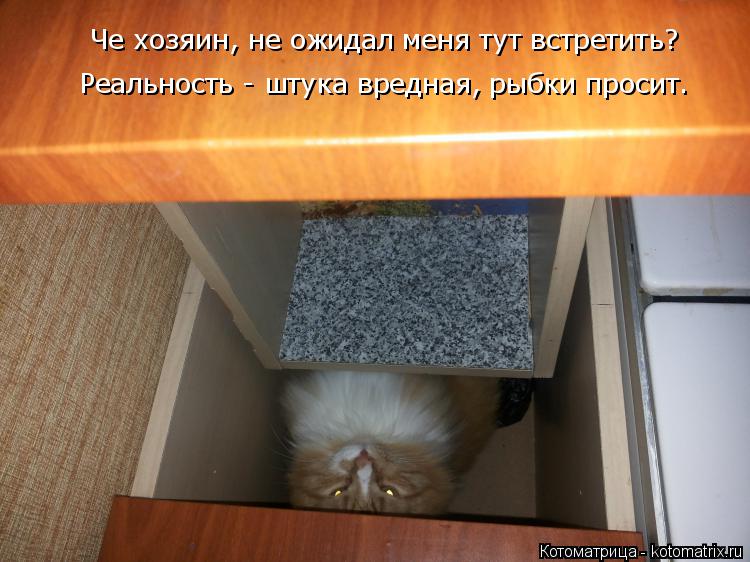 Котоматрица: Че хозяин, не ожидал меня тут встретить? Реальность - штука вредная, рыбки просит.