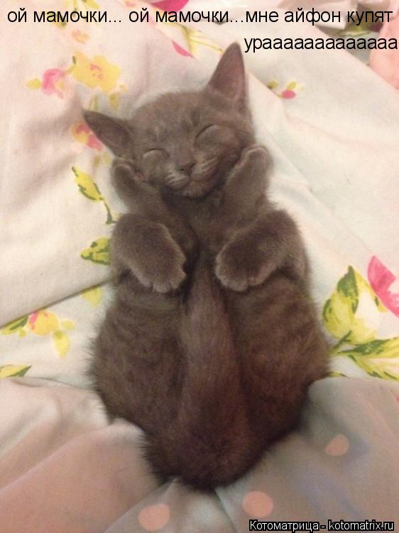 Котоматрица: ой мамочки... ой мамочки...мне айфон купят :3 ой мамочки... ой мамочки...мне айфон купят :3 урааааааааааааа