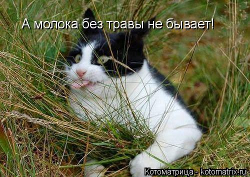 Котоматрица: А молока без травы не бывает!