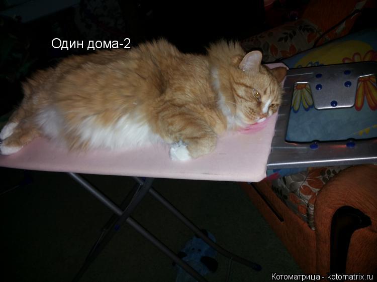 Котоматрица: Один дома-2