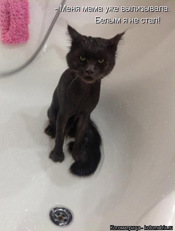 Котоматрица: - Меня мама уже вылизывала.  Белым я не стал!