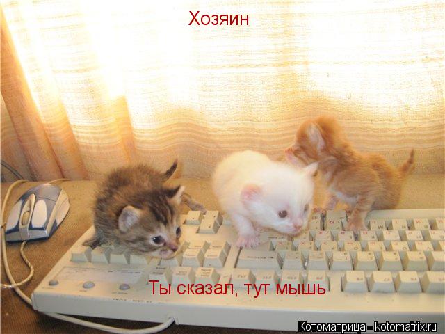Хозяин Ты сказал, тут мышь... Котоматрица: Хозяин Ты сказал, тут мышь