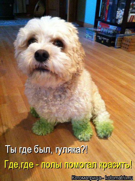 Котоматрица: Ты где был, гуляка?! Где,где - полы помогал красить!