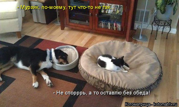 Котоматрица: - Мурзик, по-моему, тут что-то не так.. - Не спорррь, а то оставлю без обеда!