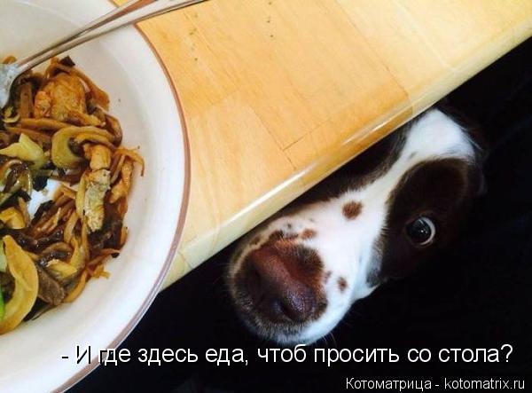 - И где здесь еда, чтоб просить со стола?... Котоматрица: - И где здесь еда, чтоб просить со стола?
