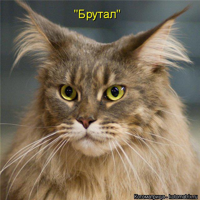 Котоматрица: "Брутал"