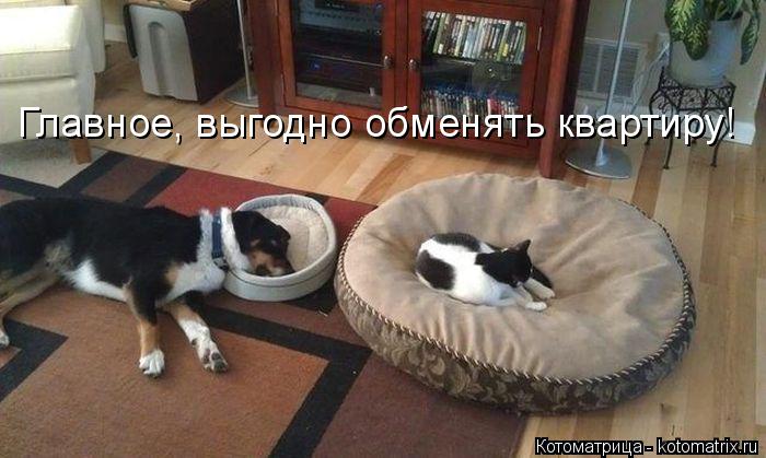 Главное, выгодно обменять квартиру!... Котоматрица: Главное, выгодно обменять квартиру!