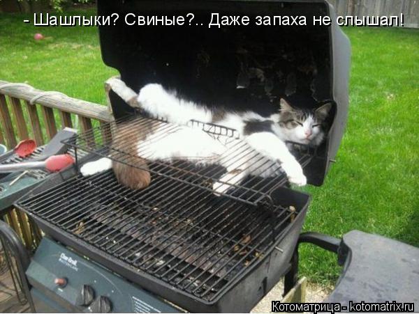 Котоматрица: - Шашлыки? Свиные?.. Даже запаха не слышал!