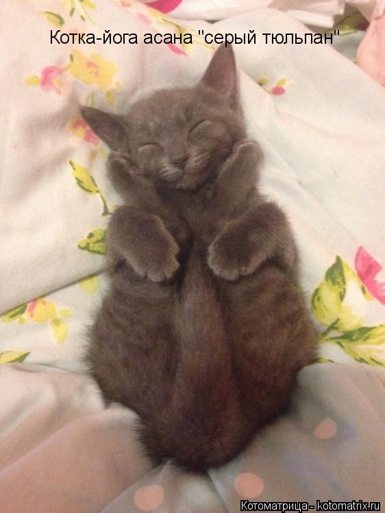 Котоматрица: Котка-йога асана "серый тюльпан"