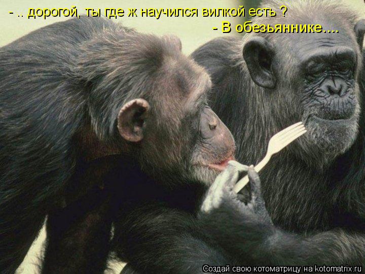 Котоматрица: - .. дорогой, ты где ж научился вилкой есть ? - В обезьяннике....