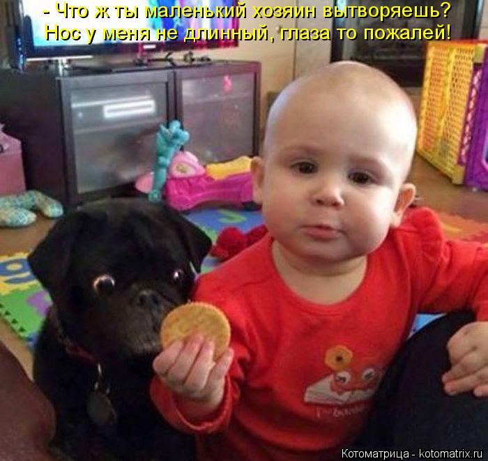 - Что ж ты маленький хозяин вытворяешь? Нос у меня не длинный, глаза то пожалей!... Котоматрица: - Что ж ты маленький хозяин вытворяешь? Нос у меня не длинный, глаза то пожалей!