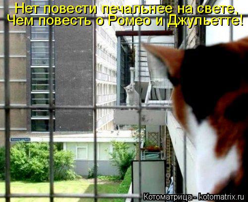 Котоматрица: Нет повести печальнее на свете, Чем повесть о Ромео и Джульетте!