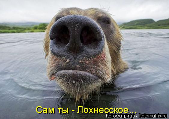 Сам ты - Лохнесское...... Котоматрица: Сам ты - Лохнесское...