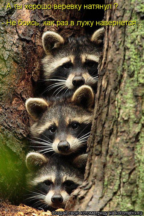 - А ты хорошо веревку натянул ? - Не боись, как раз в лужу навернется...... Котоматрица: - А ты хорошо веревку натянул ? - Не боись, как раз в лужу навернется...