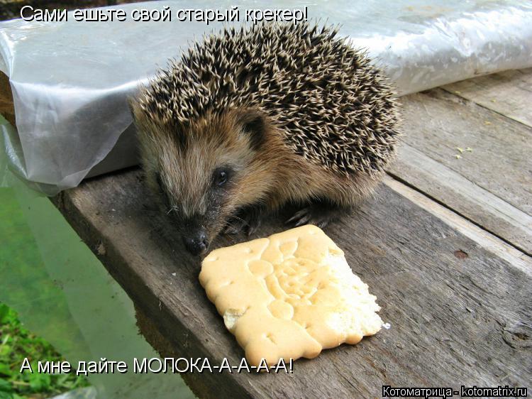 Сами ешьте свой старый крекер! А мне дайте МОЛОКА-А-А-А-А!... Котоматрица: Сами ешьте свой старый крекер! А мне дайте МОЛОКА-А-А-А-А!