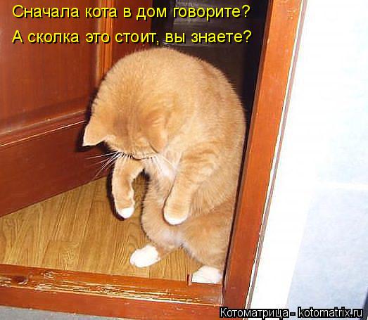 Сначала кота в дом говорите? А сколка это стоит, вы знаете?... Котоматрица: Сначала кота в дом говорите? А сколка это стоит, вы знаете?
