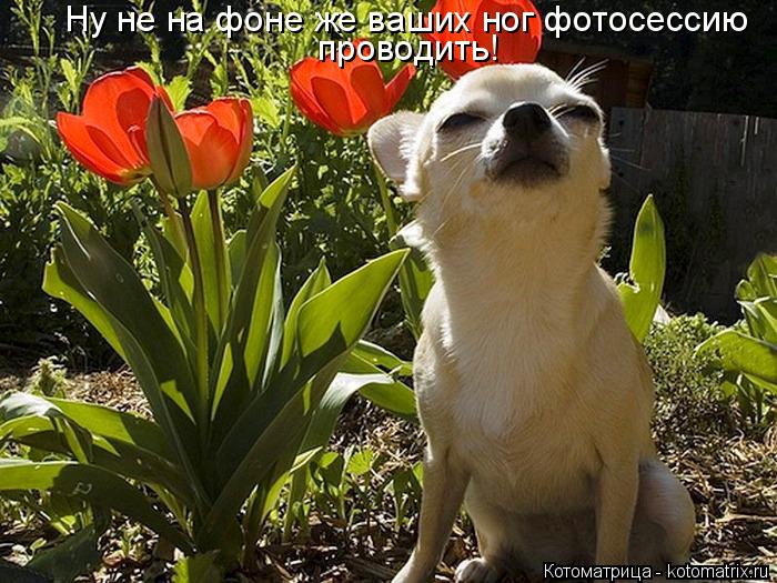 Ну не на фоне же ваших ног фотосессию проводить!... Котоматрица: Ну не на фоне же ваших ног фотосессию проводить!