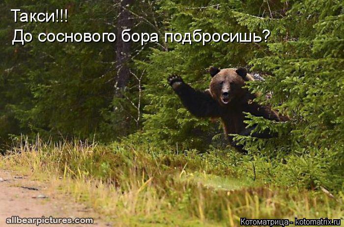 Такси!!! До соснового бора подбросишь?... Котоматрица: Такси!!! До соснового бора подбросишь?