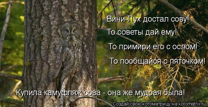 Вини-Пух достал сову! То советы дай ему! То примири его с ослом! То пообщайся с пяточком! Купила каму... Котоматрица: Вини-Пух достал сову! То советы дай ему! То примири его с ослом! То пообщайся с пяточком! Купила камуфляж сова - она же мудрая была!
