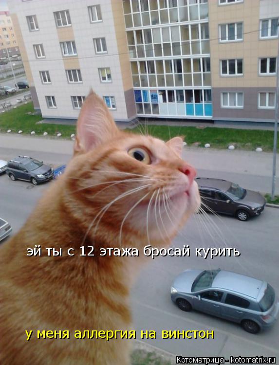 эй ты с 12 этажа бросай курить у меня аллергия на винстон... Котоматрица: эй ты с 12 этажа бросай курить у меня аллергия на винстон