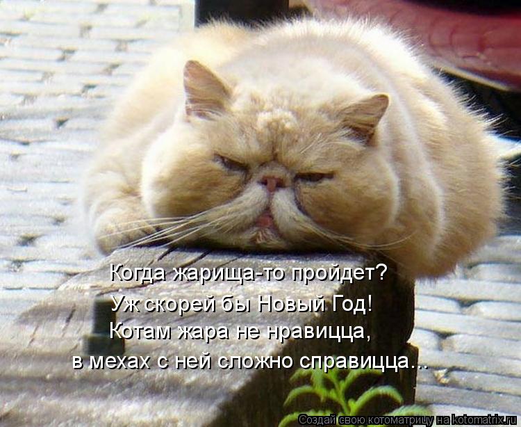 Котоматрица: в мехах с ней сложно справицца... Когда жарища-то пройдет? Уж скорей бы Новый Год! Котам жара не нравицца,