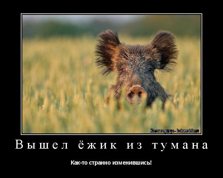 Котоматрица: Вышел ёжик из тумана Как-то странно изменившись!
