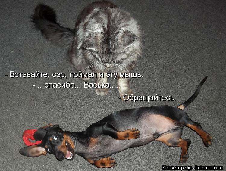 Котоматрица: - Вставайте, сэр, поймал я эту мышь. -... спасибо... Васька..... - Обращайтесь.