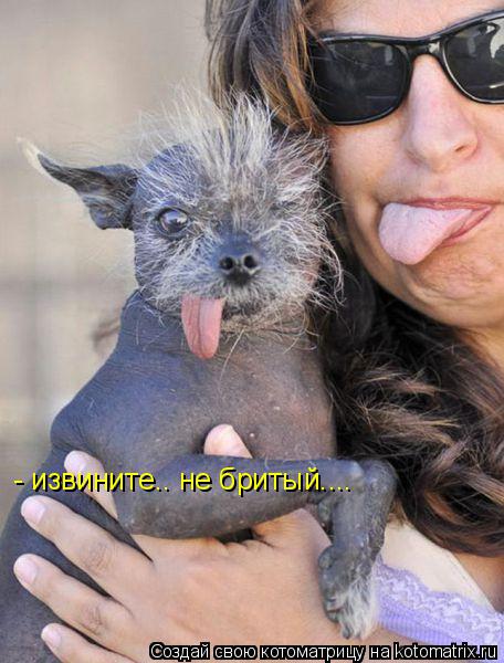 Котоматрица: - извините.. не бритый....