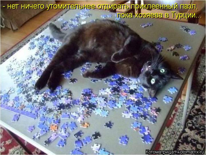 Котоматрица: - нет ничего утомительнее отдирать приклеенный пазл,  пока хозяева в Турции...