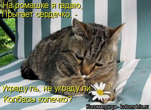 Котоматрица: На ромашке я гадаю, Прыгает сердечко, - Украду ль, не украду ли Колбасы колечко?