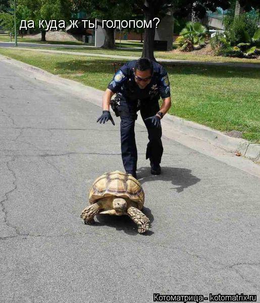 Котоматрица: да куда ж ты голопом?