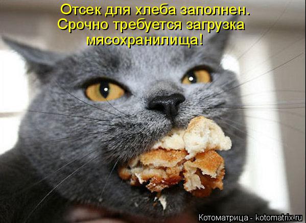Отсек для хлеба заполнен. Срочно требуется загрузка мясохранилища!... Котоматрица: Отсек для хлеба заполнен. Срочно требуется загрузка мясохранилища!
