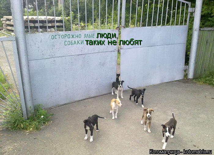 Котоматрица: люди, таких не любят