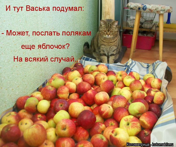 Котоматрица: И тут Васька подумал: - Может, послать полякам  еще яблочок? На всякий случай...