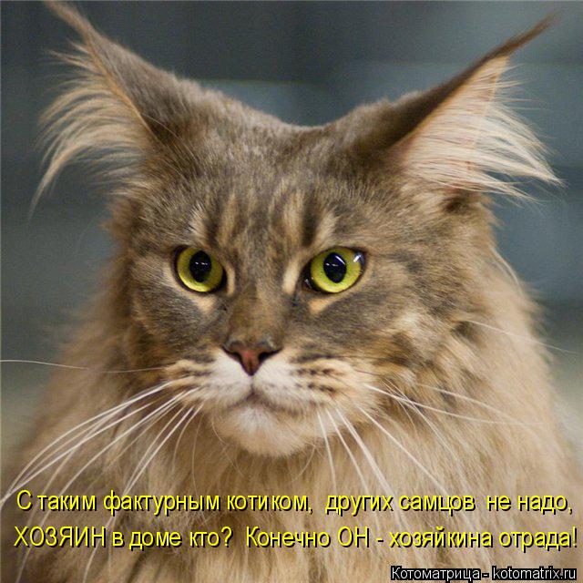 С таким фактурным котиком, других самцов не надо, ХОЗЯИН в доме кто? Конечно ОН - хозяйкина отрад... Котоматрица: С таким фактурным котиком, других самцов не надо, ХОЗЯИН в доме кто? Конечно ОН - хозяйкина отрада!