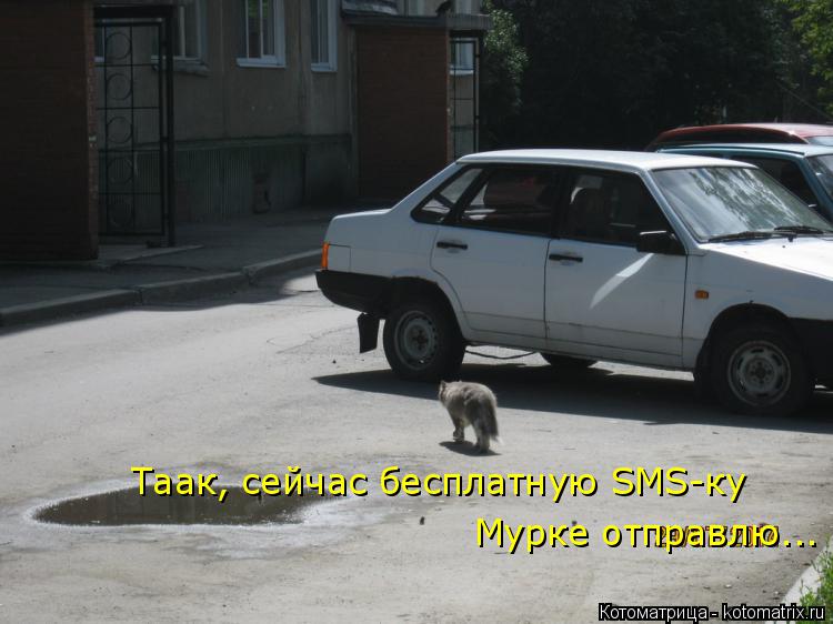 Котоматрица: Таак, сейчас бесплатную SMS-ку Мурке отправлю...