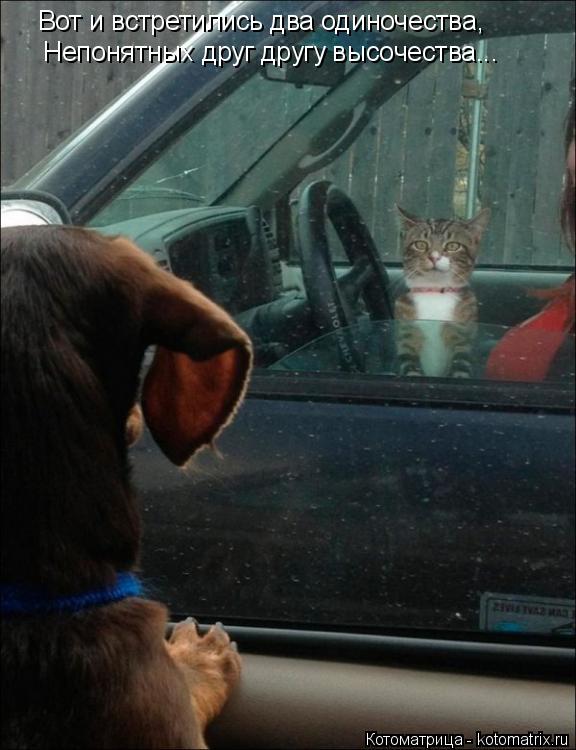 Котоматрица: Вот и встретились два одиночества, Непонятных друг другу высочества...