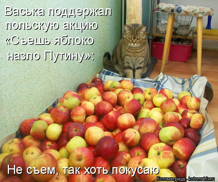 Котоматрица: Васька поддержал  польскую акцию  «Съешь яблоко назло Путину»: Не съем, так хоть покусаю