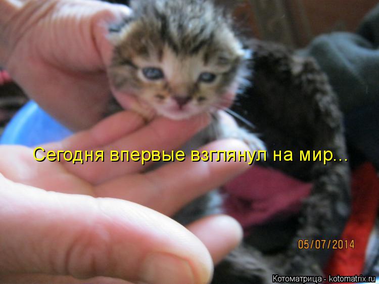 Котоматрица: Сегодня впервые взглянул на мир...