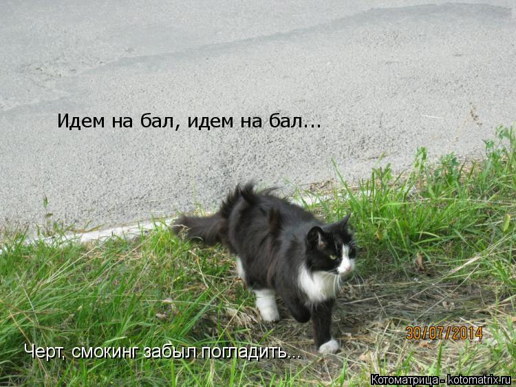 Котоматрица: Идем на бал, идем на бал... Черт, смокинг забыл погладить...