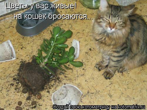 Цветы у вас живые! на кошек бросаются...... Котоматрица: Цветы у вас живые! на кошек бросаются...