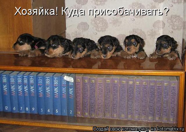 Хозяйка! Куда присобачивать?... Котоматрица: Хозяйка! Куда присобачивать?